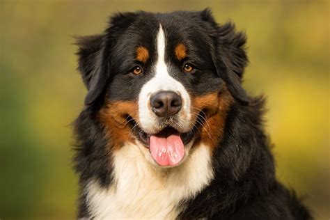 bernese mountain dog wikipedia|bernese mountain dog facts.